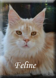 feline-9